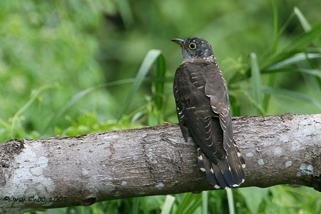 Malaysian Hawk-cuckoo
