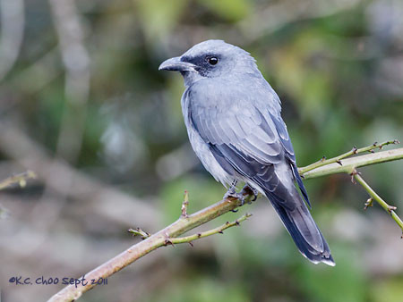 Malaysian/Javan Cuckooshrike