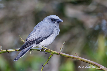 Malaysian/Javan Cuckooshrike