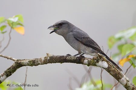 Malaysian/Javan Cuckooshrike