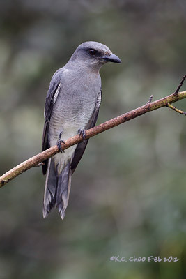 Malaysian/Javan Cuckooshrike