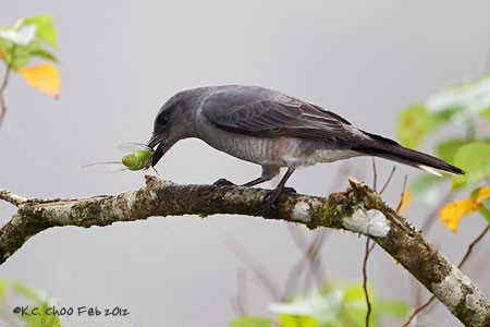 Malaysian/Javan Cuckooshrike