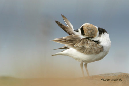 Malaysian Plover