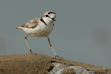 Malaysian Plover
