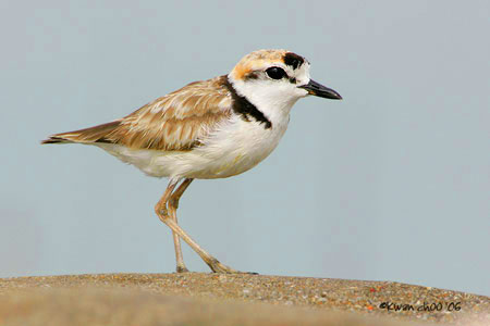 Malaysian Plover