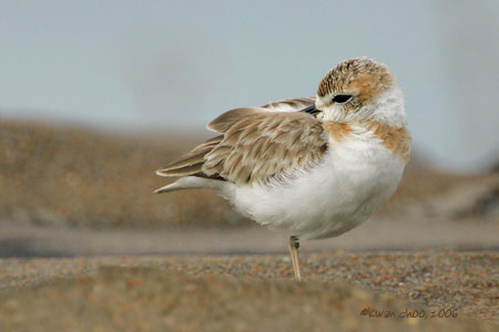 Malaysian Plover
