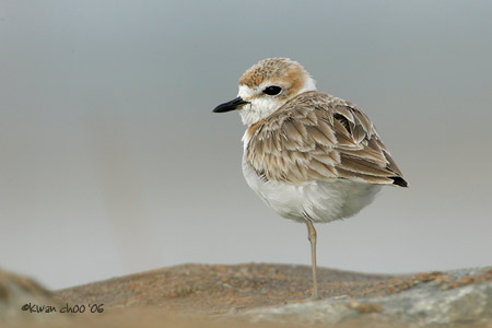 Malaysian Plover