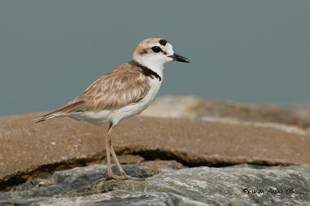 Malaysian Plover