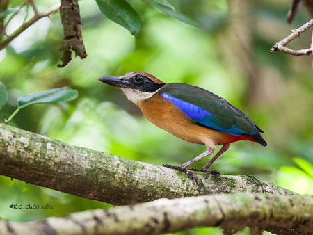 Mangrove Pitta