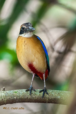 Mangrove Pitta