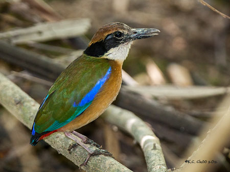 Mangrove Pitta