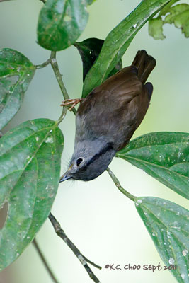 Mountain Fulvetta