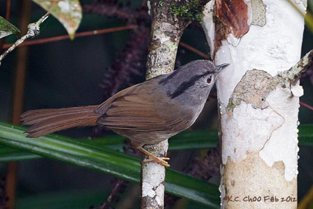 Mountain Fulvetta