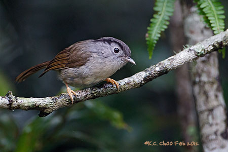Mountain Fulvetta