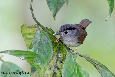 Mountain Fulvetta