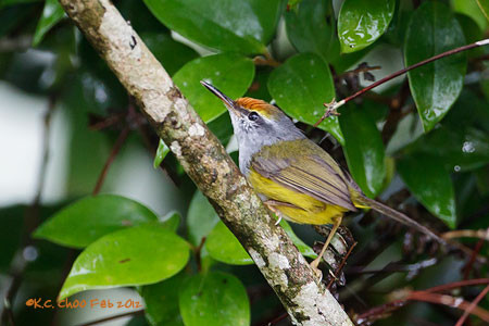 Mountain Tailorbird