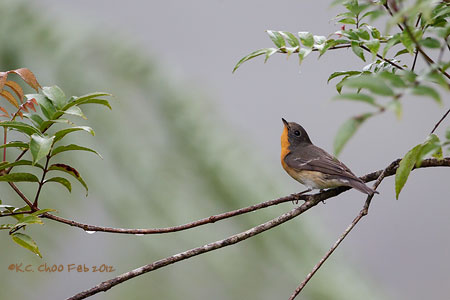 Mugimaki Flycatcher