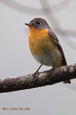 Mugimaki Flycatcher