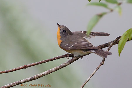 Mugimaki Flycatcher