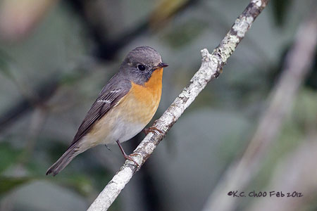 Mugimaki Flycatcher