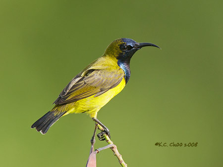 Olive-backed Sunbird