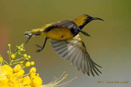 Olive-backed Sunbird