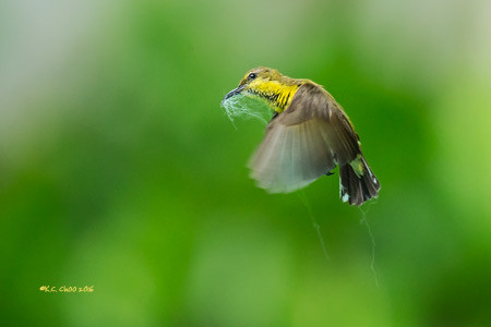 Olive-backed Sunbird