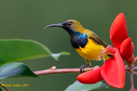 Olive-backed Sunbird