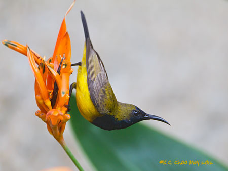 Olive-backed Sunbird