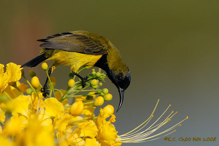 Olive-backed Sunbird