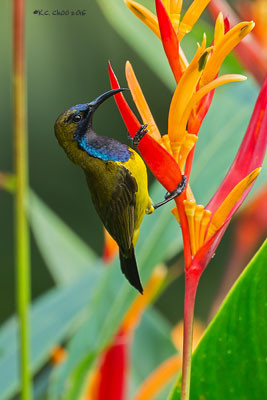 Olive-backed Sunbird