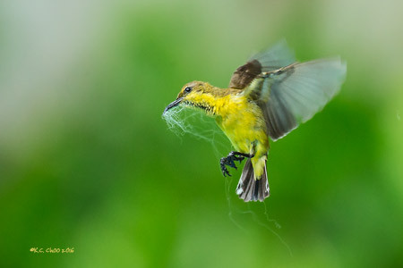Olive-backed Sunbird