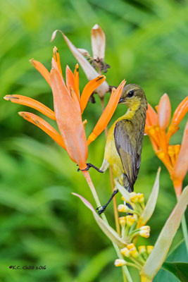 Olive-backed Sunbird