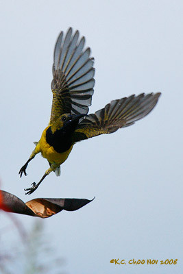 Olive-backed Sunbird