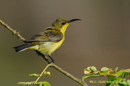 Olive-backed Sunbird