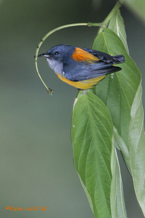 Orange-bellied Flowerpecker