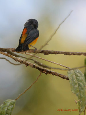 Orange-bellied Flowerpecker