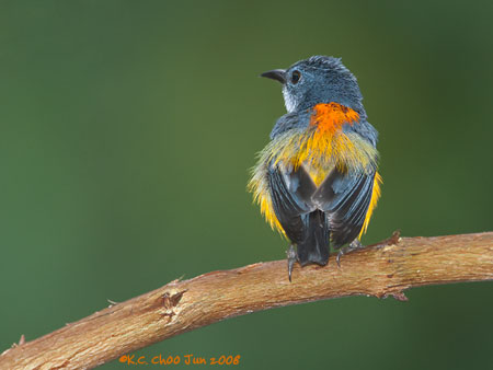 Orange-bellied Flowerpecker