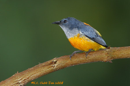 Orange-bellied Flowerpecker