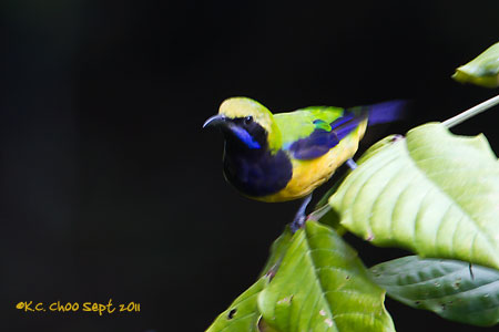 Orange-bellied Leafbird