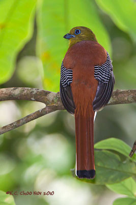 Orange-breasted Trogon