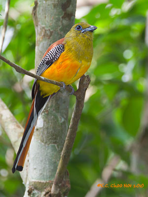 Orange-breasted Trogon