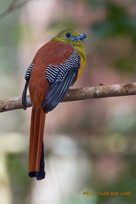 Orange-breasted Trogon