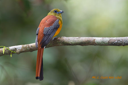 Orange-breasted Trogon