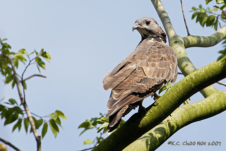 Oriental Honey Buzzard
