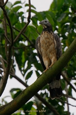 Oriental Honey Buzzard