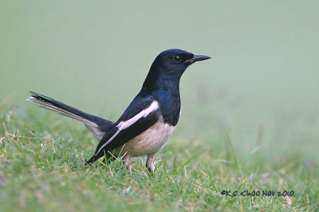 Oriental Magpie Robin
