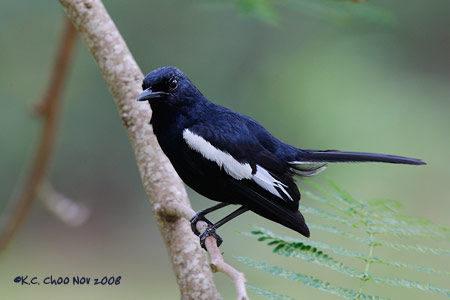 Oriental Magpie Robin