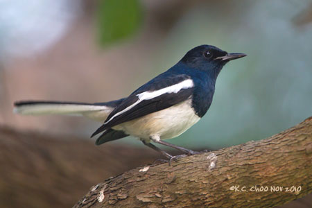 Oriental Magpie Robin