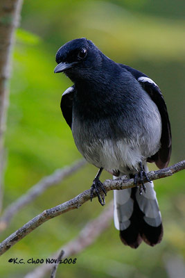 Oriental Magpie Robin